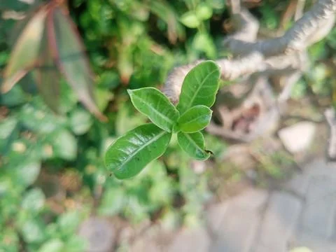 Beutiful nature Stock Photos