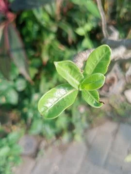 Beutiful nature Stock Photos