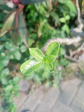 Beutiful nature Foto stock