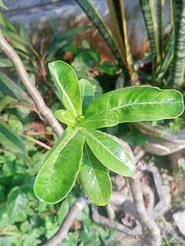 Beutiful nature Foto stock