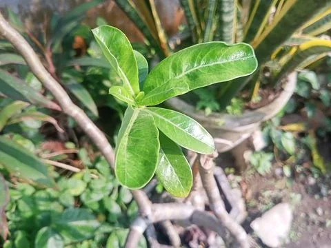 Beutiful nature Stock Photos