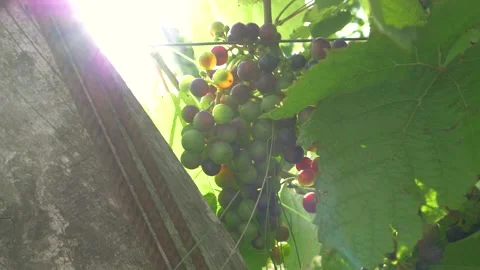 Beutiful panoramic shot in slow motion of grapes hanging from the plant Stock Footage 229410582