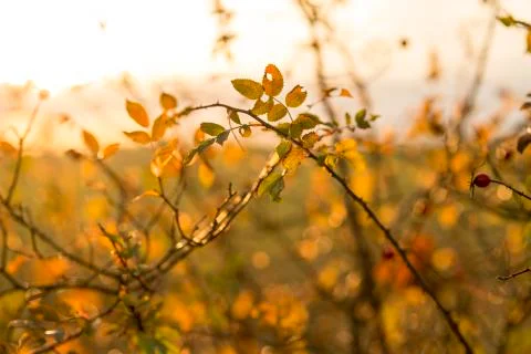 Beutiful park in the fall Stock Photos
