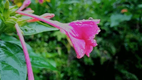 Beutiful pink flower with raindrops  動画素材 162642912