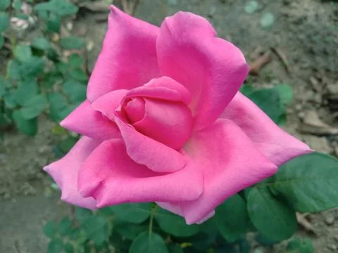 BEUTIFUL PINK ROSE Stock Photos