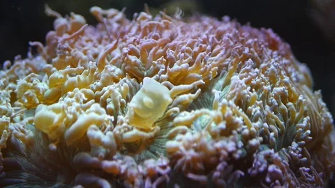 Beutiful plant coral Stock Footage 71383524