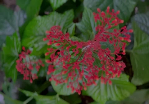 Beutiful red flower dance in the camera Stock Footage 232851533