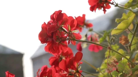 Beutiful red flowers outside Stock Footage 74882161