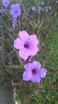 Beutiful Ruellia simplex or Mexican petunia Stock Photos
