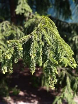 Beutiful spruce in the City Stock Photos