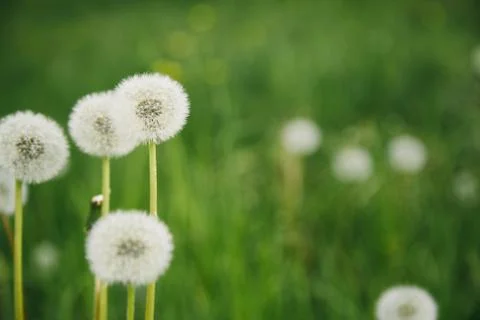 Beutiful summer background with dandelions Stock-Fotos
