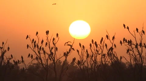 Beutiful sunset birds on trees Stock Footage 68741981