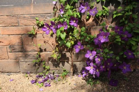 Beutiful violet clematis Stock Photos