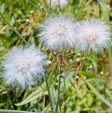 Beutiful white dandelion Stock Photos