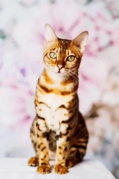 Beutiful young bengal cat Stock Photos