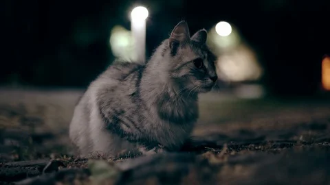 The beutifull cat hunts the mouse at night 스톡 동영상 94047226
