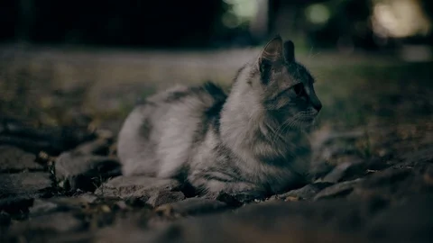The beutifull cat hunts the mouse at night Stock-Footage 94054952