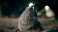 The Beutifull Cat Hunts The Mouse At Night Stock Footage