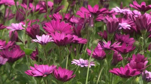 Beutifull flovers 스톡 동영상 21748806