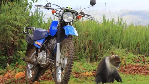 BEUTIFULL SCENE OF THE SYKES MONKEY FEEDING NEAR A BLUE BIKE. Stock Footage 313751976