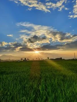 Beuty light of the sun Stock Photos