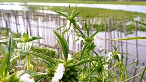 Beutyfull nature with unknown flower 2 Stockbeeldmateriaal 297400786
