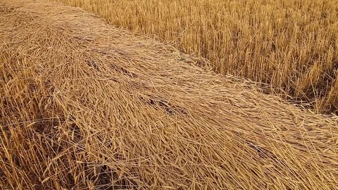 Beveled ears of wheat. Wheat field. Harvest Stock Footage 72984200