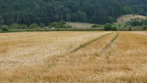Beveled wheat field Stock Footage 91385903