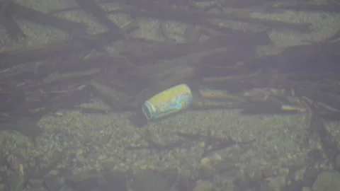 Beverage can on the bed of a lake despite being worth 2NOK Stock Footage 169571795