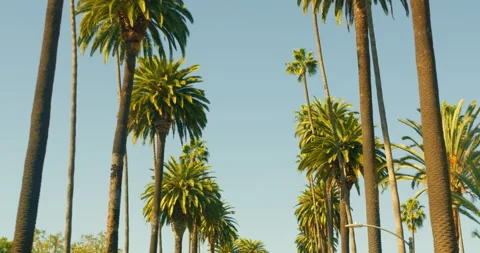 Beverly Hills Los Angeles California Palm Trees Stock Footage