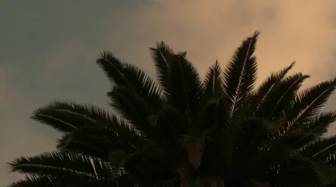 Beverly Hills Palm Tree  Stock Footage 933763