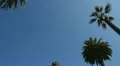 Beverly Hills palm trees HD Footage