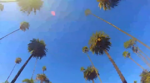Beverly Hills Palm Trees Stock Footage 34081946
