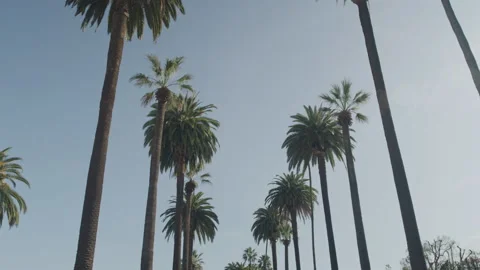 Beverly Hills Palm Trees Stock Footage 227053089