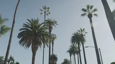 Beverly Hills Palm Trees Stock-Footage 227060224