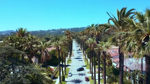 Beverly Hills Palm Trees Video stock 260754839