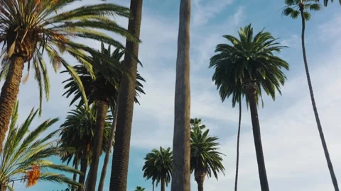 Beverly Hills palm trees seen from under 스톡 동영상 330742842