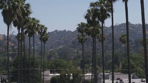 Beverly Hills through Palm Trees Stock Footage