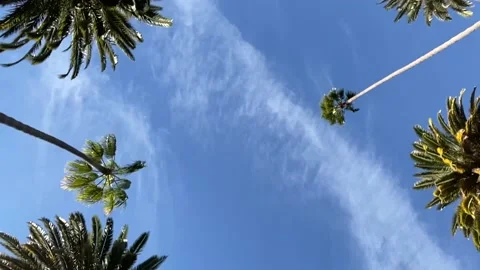 Beverly Hills Trees 1 Stock Footage 145917237