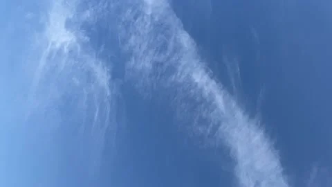 Beverly Hills Trees 2 Stock Footage 145917262