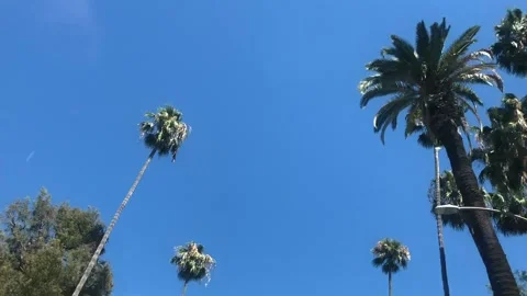 Beverly Hills Trees  / Inside the Car Stock Footage 145917265