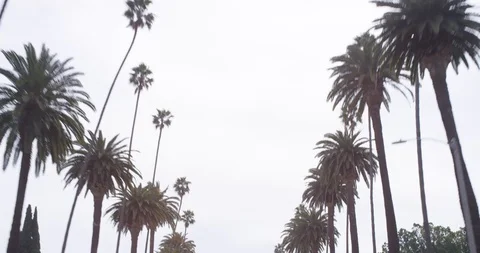 Bevrely hills palm trees Stock Footage 127133295