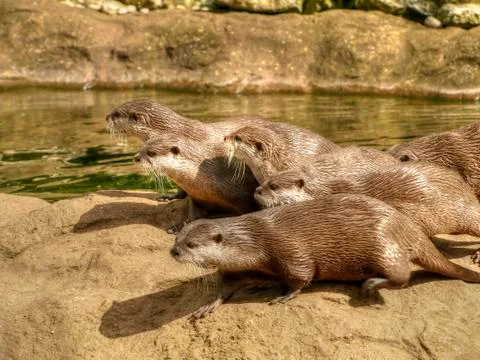 Bevy of Otters Stock Photos