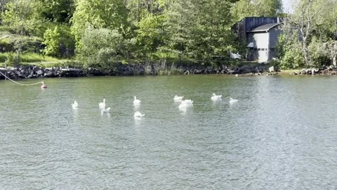 Bevy of Swans, Helsinki Stock Footage 310724584