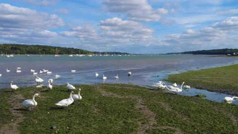 Bevy of swans on the river bank Stock Footage 219903735