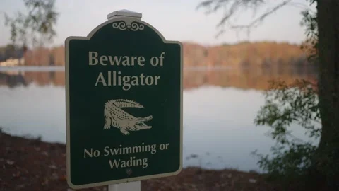 Beware of Alligator 스톡 동영상 230103452