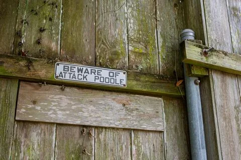 Beware of Attack Poodle Sign Foto stock