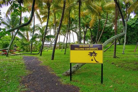 Beware of danger of falling coconuts sign. Foto stock