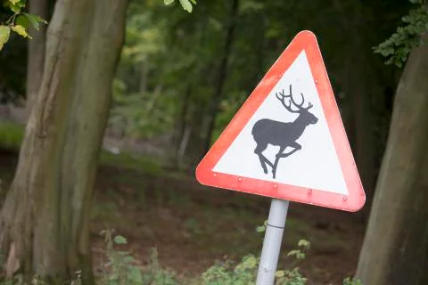 Beware of deer Stock Photos