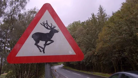 Beware of Deer Sign 库存影片 115845711